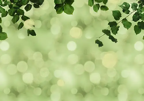 Backdrop_0002_greens background copy